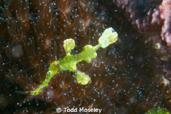 Halameda Ghost pipefish by Todd Moseley 